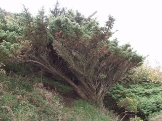 A mature juniper plant at Prestatyn Hillside (Sarah Bird)